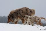 BERGER AUSTRALIEN - ADULT & PUPPY 053